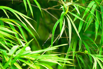 Dragonfly perched on bamboo leaves for sun.