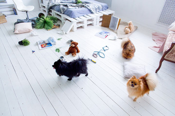 dogs in the middle of mess they created at home