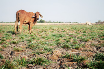 Arid soil and cow.