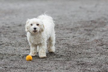 Small white dog standing with orange ball on ground