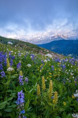 Obraz premium Mount Baker summer view