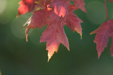 Fall Leaves Backlight.