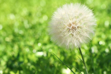 dandelion on background of green grass