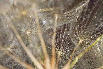 macro of dews on dandelion