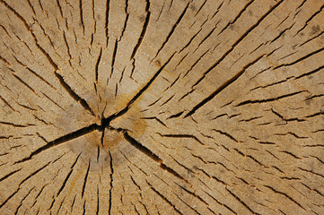 old wood texture, wood saw cut