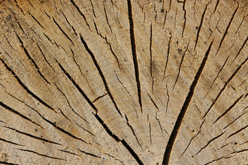 old wood texture, wood saw cut