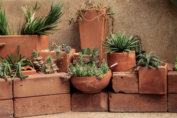 Cactus in pot at wall.