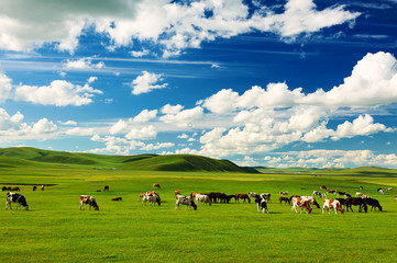 The cattle on the Hulunbuir summer grassland.