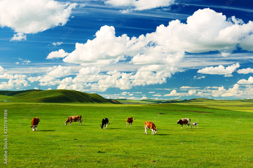 Wall mural the cattle on the hulunbuir summer grassland.