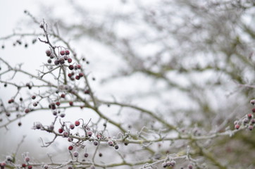 Berries 1