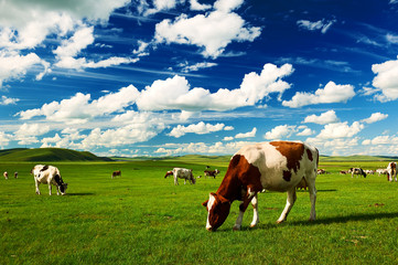 The cattle on the Hulunbuir summer grassland.