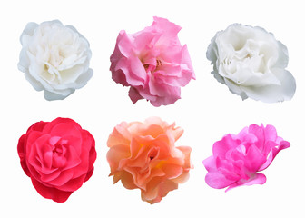 Pink, red, white, peach roses on white background with clipping path