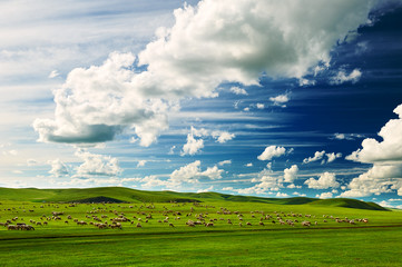 The cloudscape and flock of sheep on the summer Hulunbuir grassland.