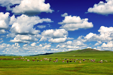 The cattle on the Hulunbuir summer grassland.