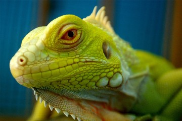 Close up of green iguana. selective focus.