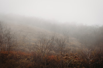Forest atmosphere, mysterious forest with fog. Autumn ambience hillside. Copy space for text.