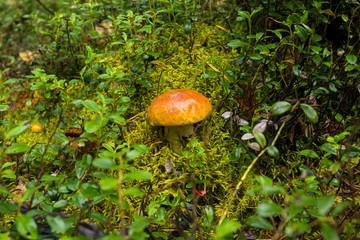 small fungus boletus grows in the forest
