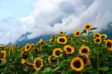 Sunflower fields in full bloom with hills and clouds in the background. Vancouver. British Columbia. Canada.