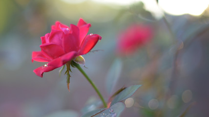 Red Roses