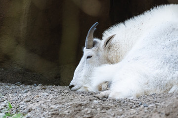 White mountain goat resting ont he ground