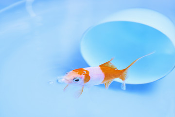 金魚
