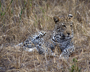 Fototapeta na wymiar Adolescent Leopard, South Africa