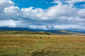 Fototapeta na wymiar Horses on Ketmen mountain plateau, Kazakhstan