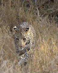 Leopard stalking, Karangwe