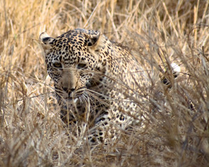 Adolescent Leopard, South Africa