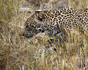 Adolescent Leopard, South Africa