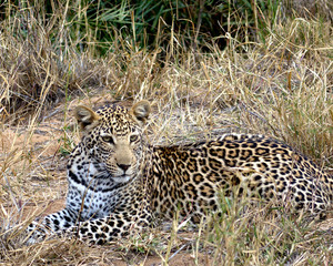 Luxurious Leopard