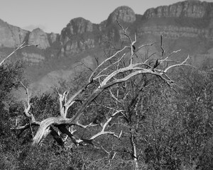 Skeletal Branches, South Africa