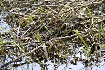 Трава на берегу реки