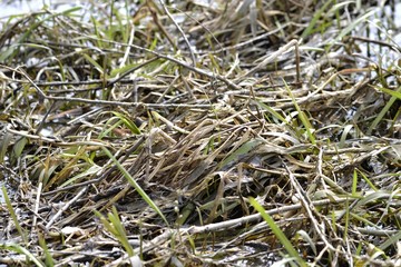 Трава на берегу реки