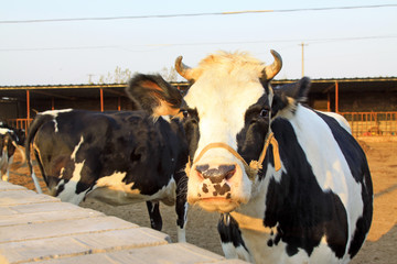 Cows on a farm, livestock breeding industry