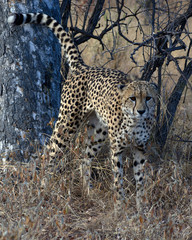 Cheetah Staring