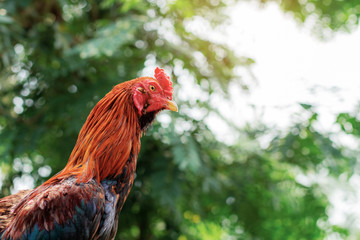 Gammon with the sunlight.