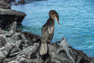 Galapagos wildlife bird flightless cormorant aka galapagos cormorants drying wings by ocean with...
