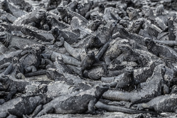 Galapagos marine iguanas sleepign on volcanic rock of Fernandina island in the Islas galapagos. Background of numerous small iguana animals resting, funny texture.