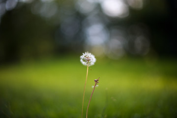 Dandelion 