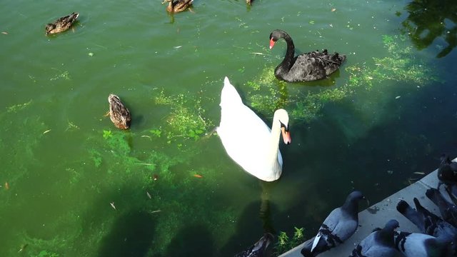 Ducks in a pond. Swans in a pond.	Slow motion.	