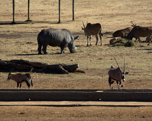 Rhino feeding, South Africa