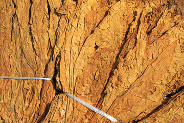 closeup of photo, dry tobacco leaves in the market