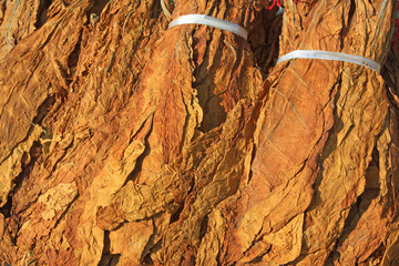 closeup of photo, dry tobacco leaves in the market