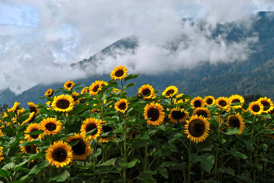 Sunflower fields in full bloom with hills and clouds in the background. Vancouver. British Columbia. Canada.
