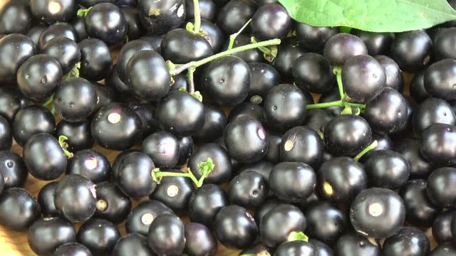 Black nightshade Solanum nigrum berries rotating background