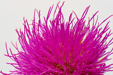 Purple flower Círsium.