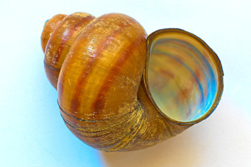 The shell of a river snail  Viviparus contectus.