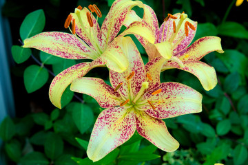 The flowers are yellow with burgundy spots.