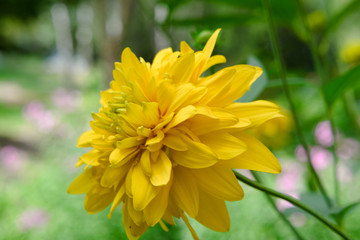 Yellow flower of rudbeckia dissected.
